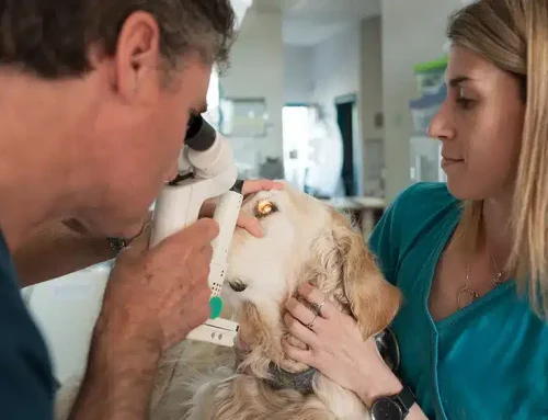 Dog Cataracts & Eye Problems in Cats: What Pet Owners Should Know
