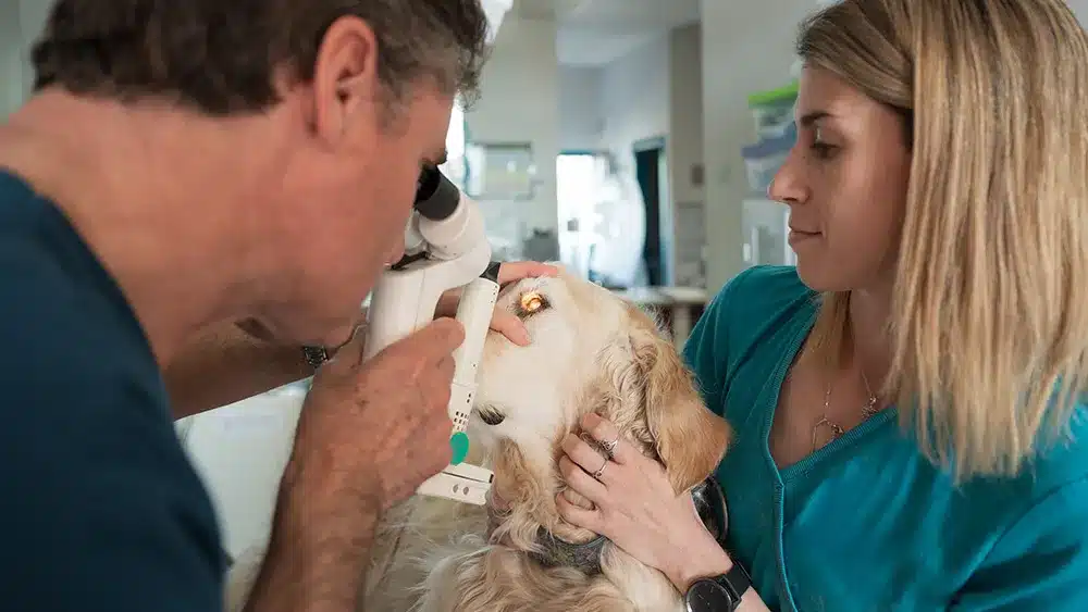 Dog Cataracts & Eye Problems in Cats